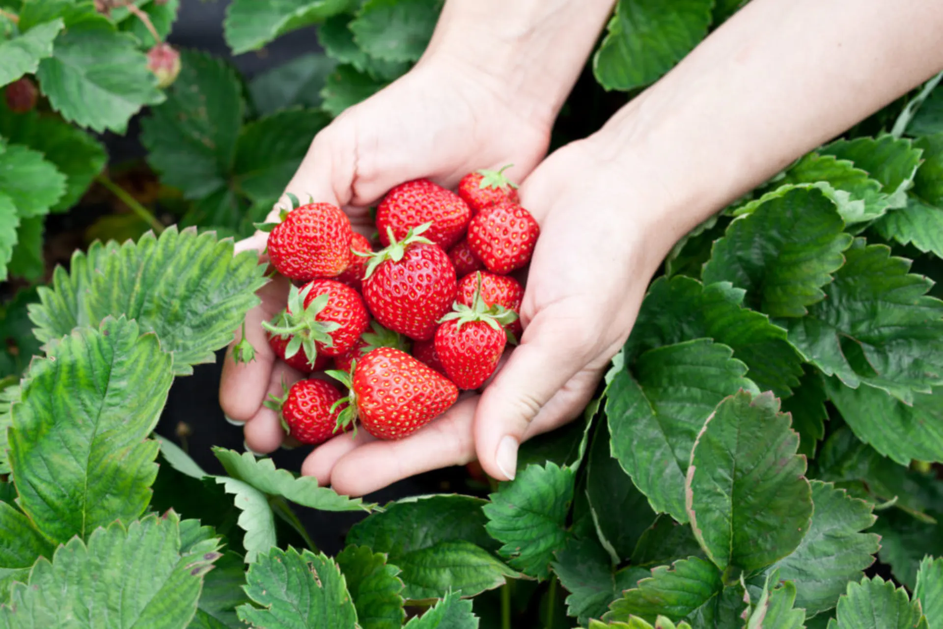 Aardbeien op De Wassende Maan