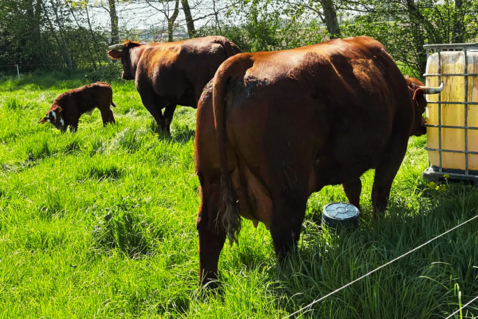 Koeien op De Wassende Maan