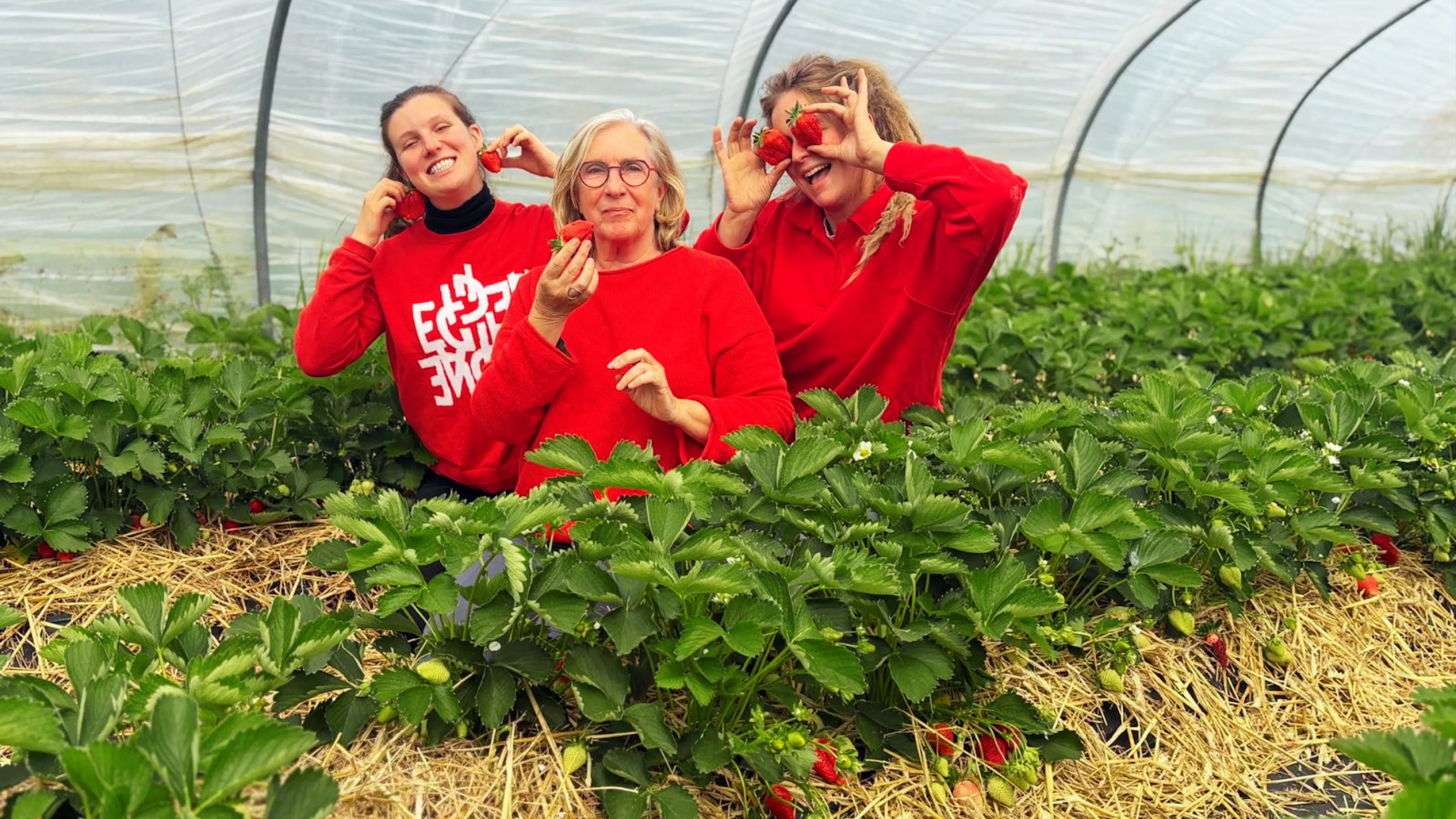 Foto van drie vrouwen die aardbeien plukken in de aardbeienserre