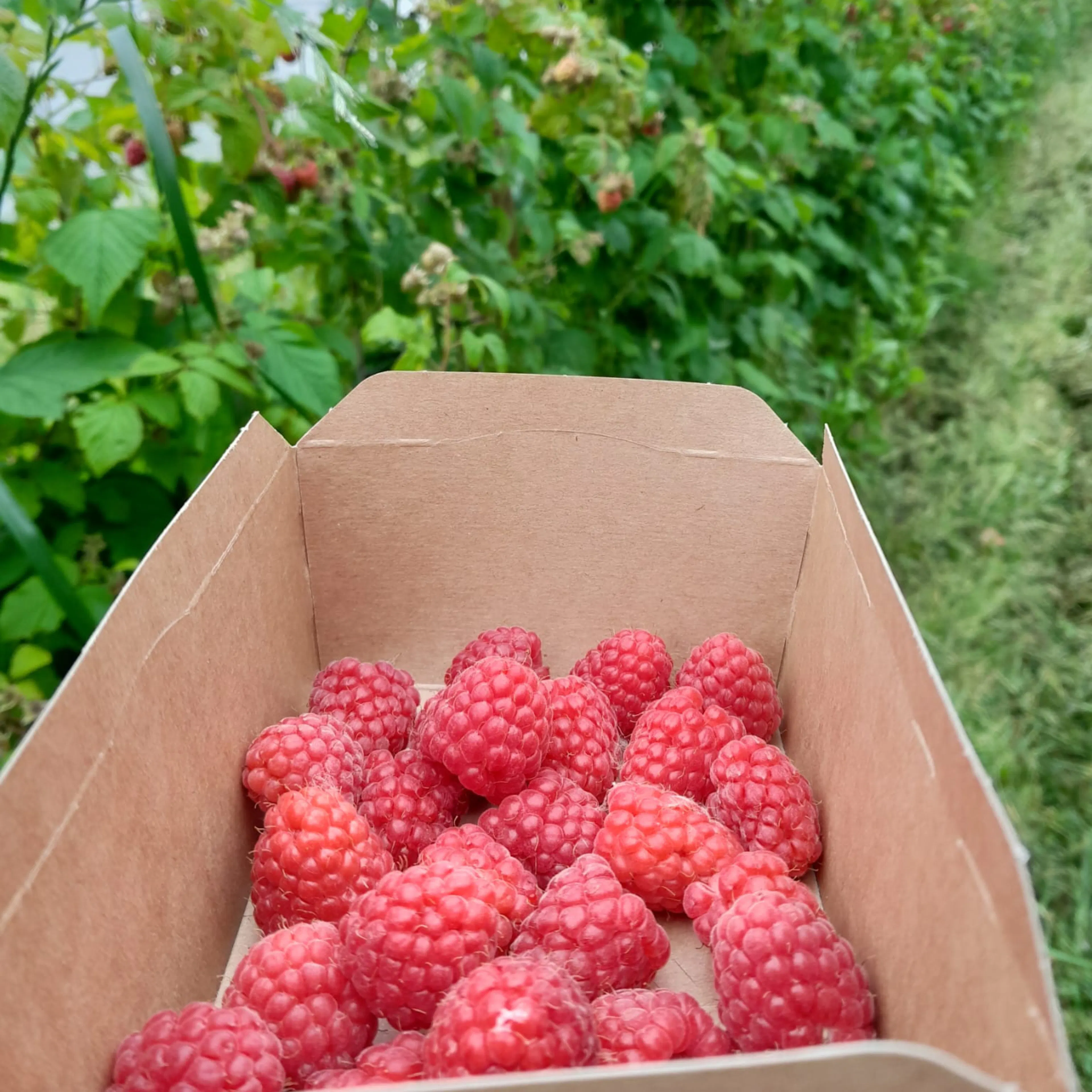 Bakje frambozen