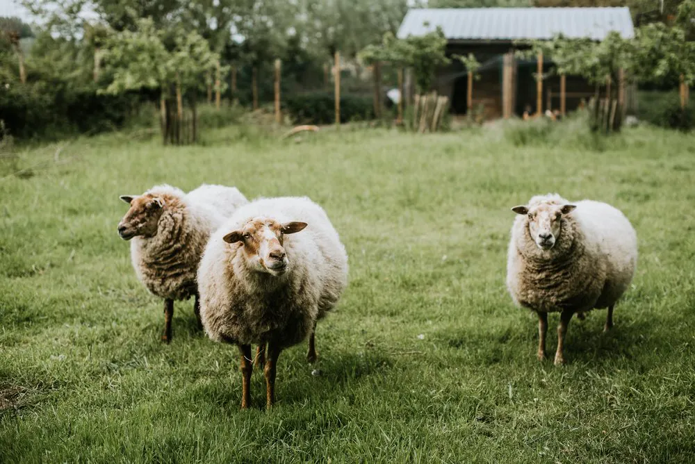 schapen op weide