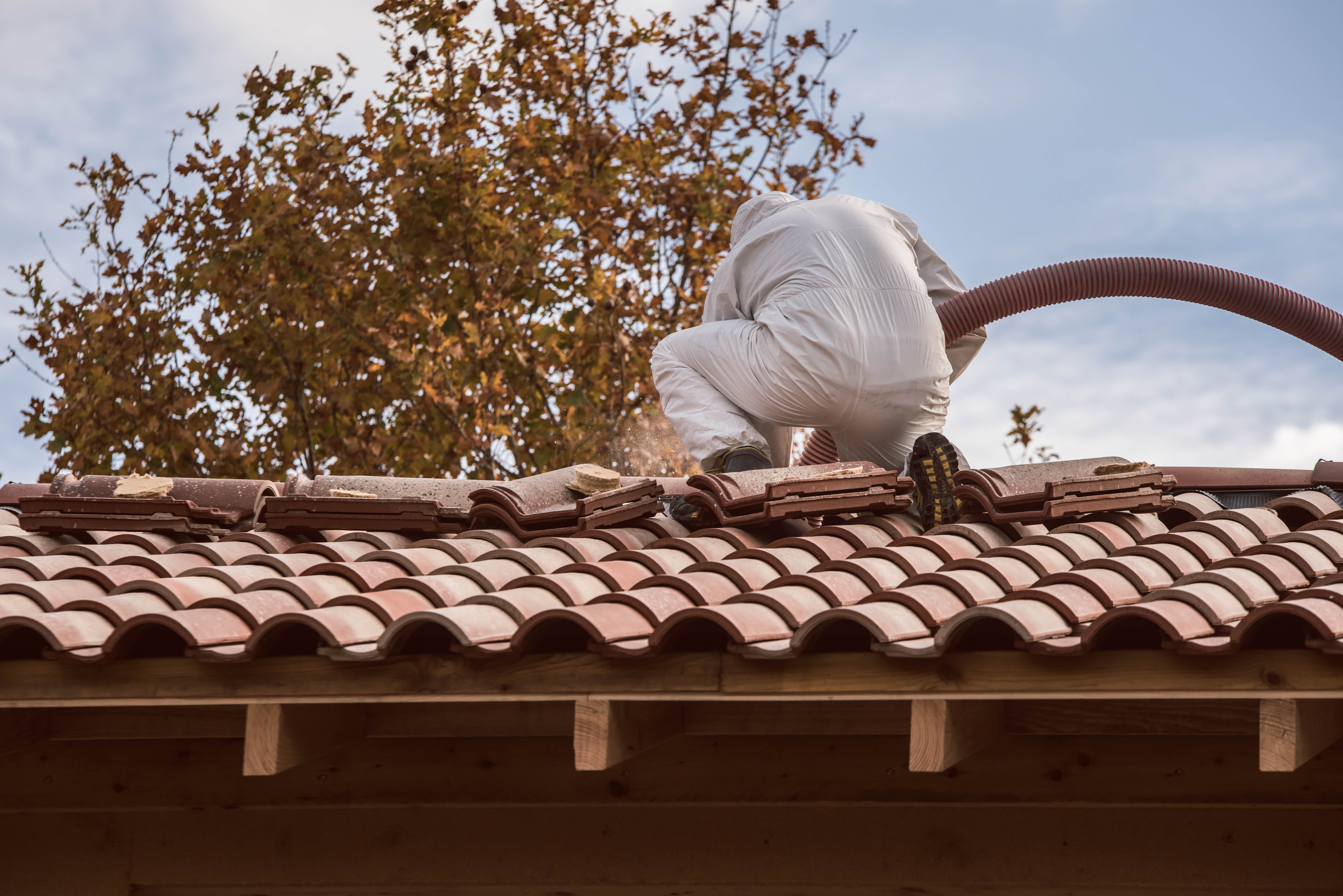 Wespennest unter dem Dach vorbeugen 