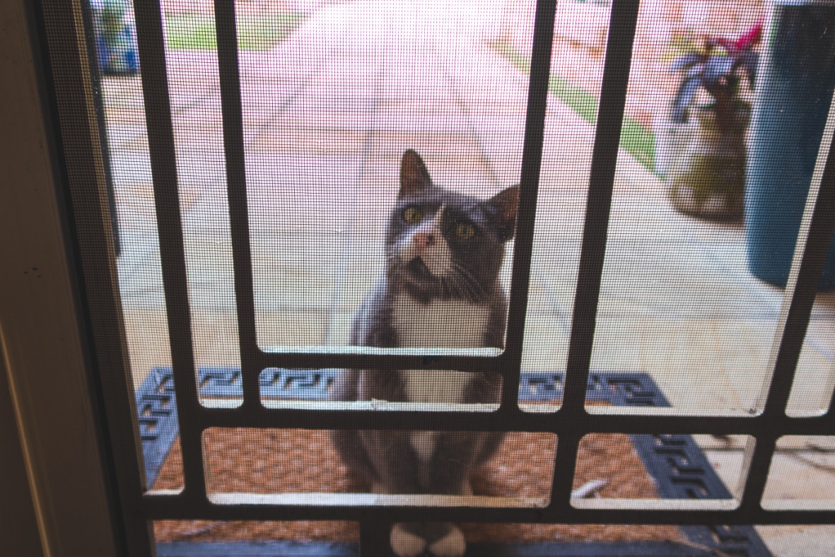 Mückenschutz für Haustüren