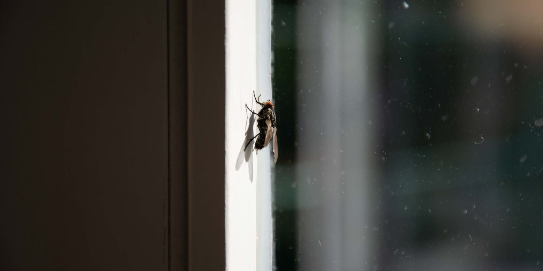 So schützen Sie Ihr Haus vor Insekten