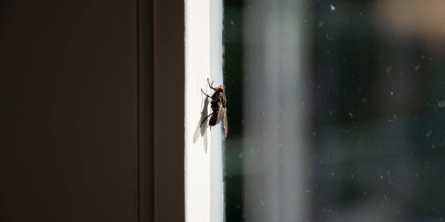 Nahaufnahme einer Fliege am Fenster Nahaufnahme einer Fliege am Fenster