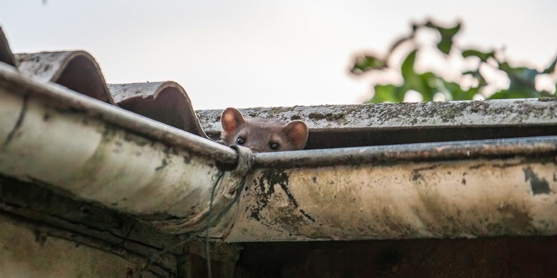 Marder unterm Dach schaut über die Regenrinne Marder unterm Dach schaut über die Regenrinne