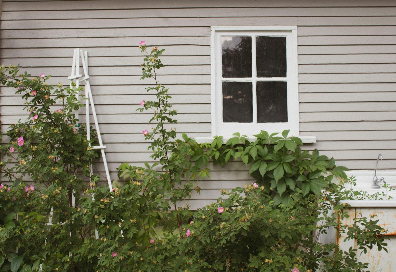 Grey garden shed with greenery against the wall