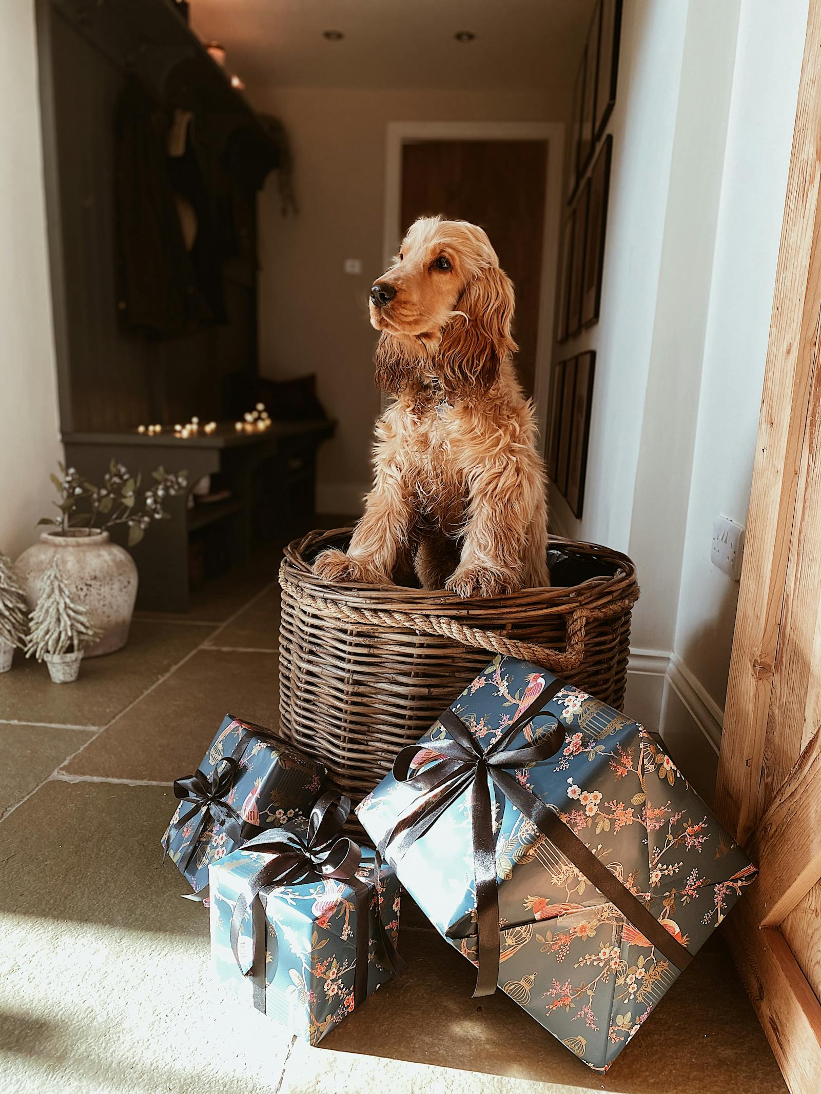 Dog sitting in basket surrounded by gifts in a hallway