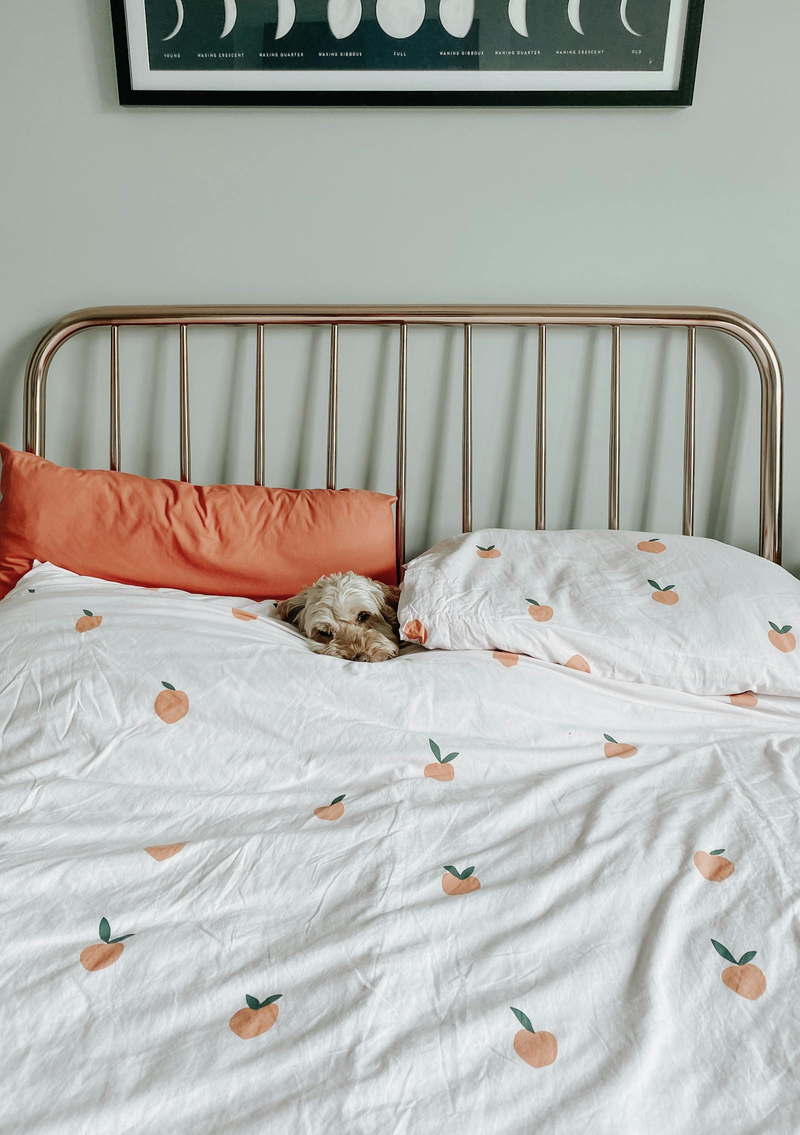 Dog snuggled in bed with orange pattern sheets