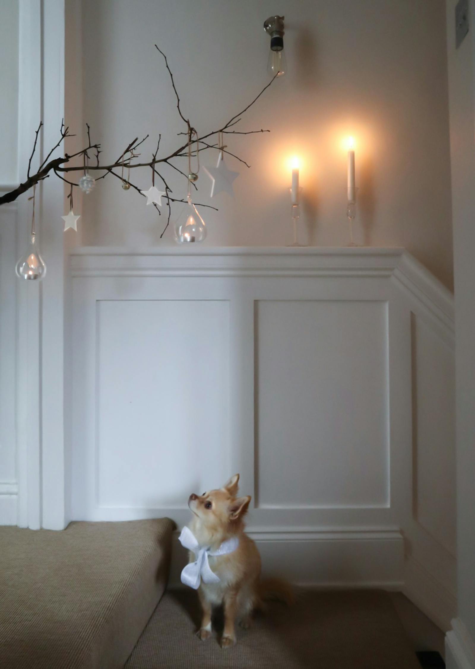 Dog on the stairs looking up at Christmas decorations and lights