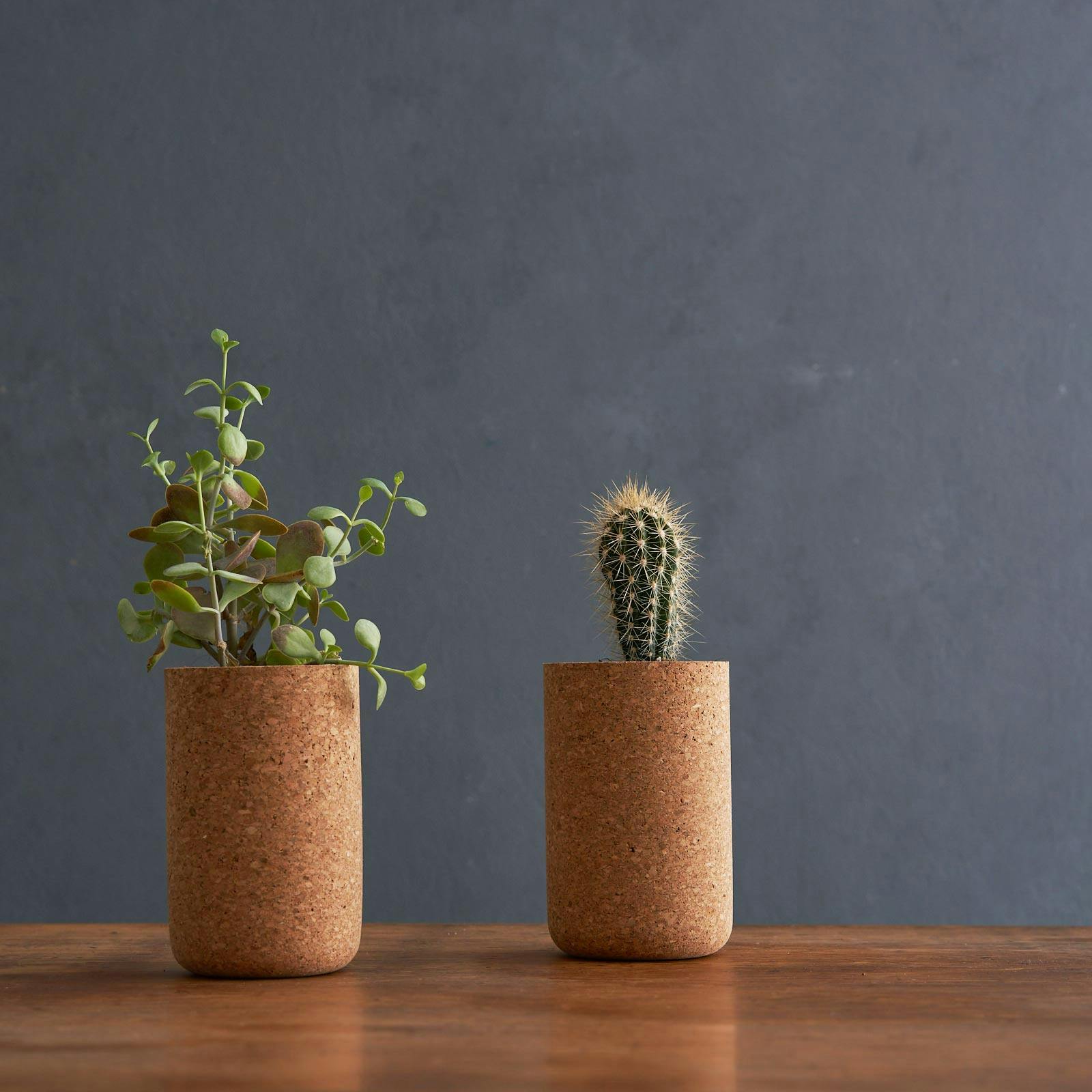 Cacti in cork pots