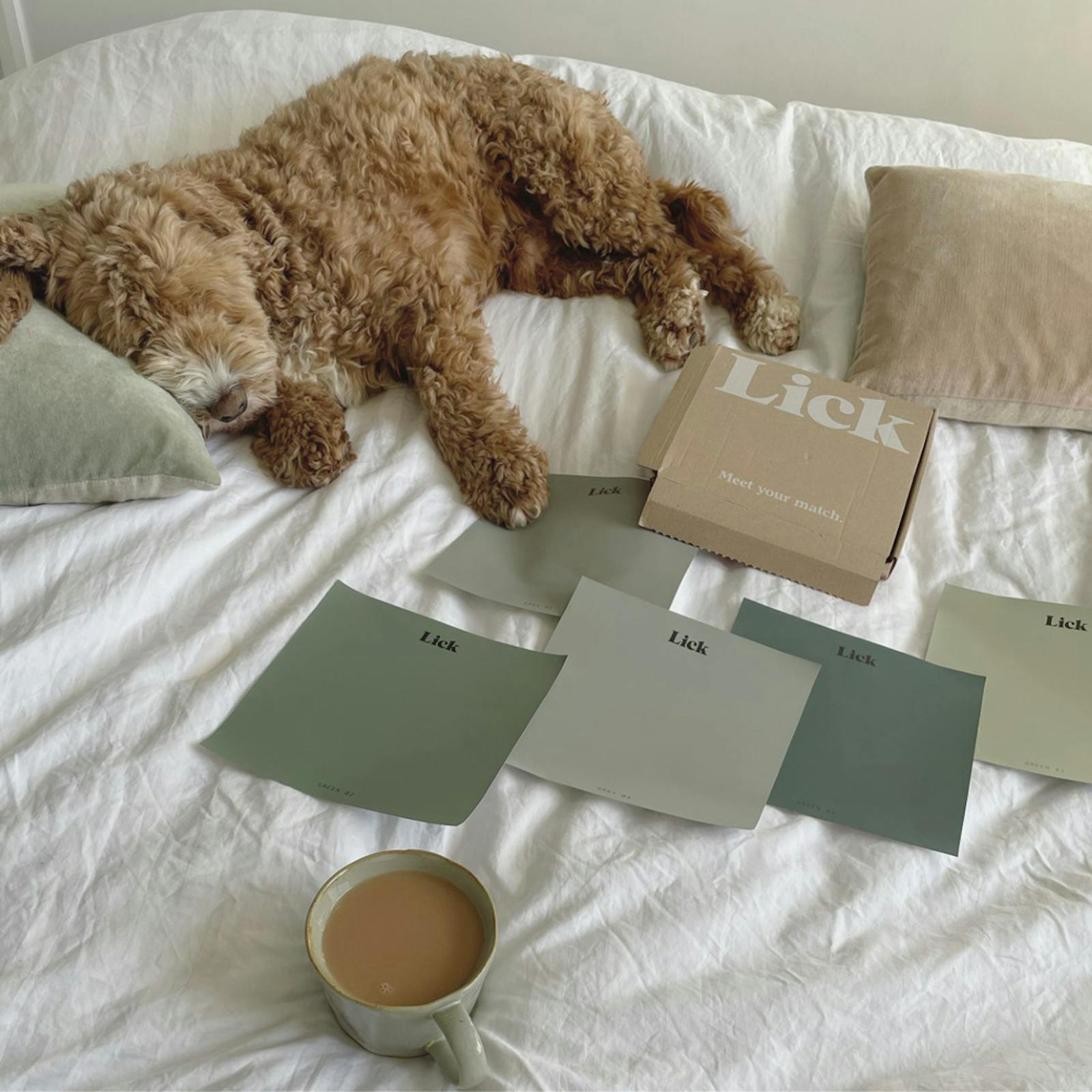 Lick paint samples laid out on bed with dog sleeping next to them