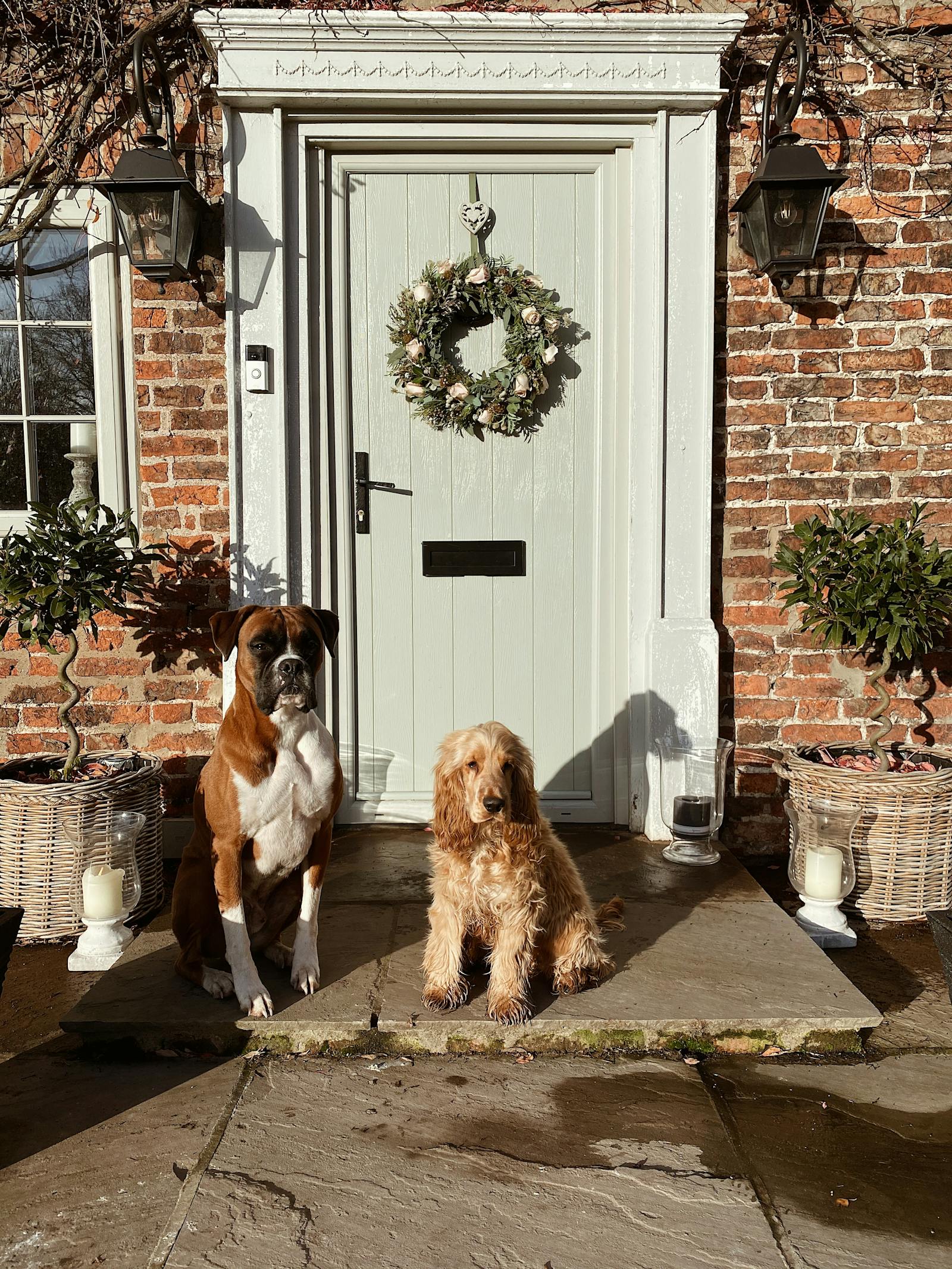 Two dogs sitting in front of the front porch of a light blue painted front door