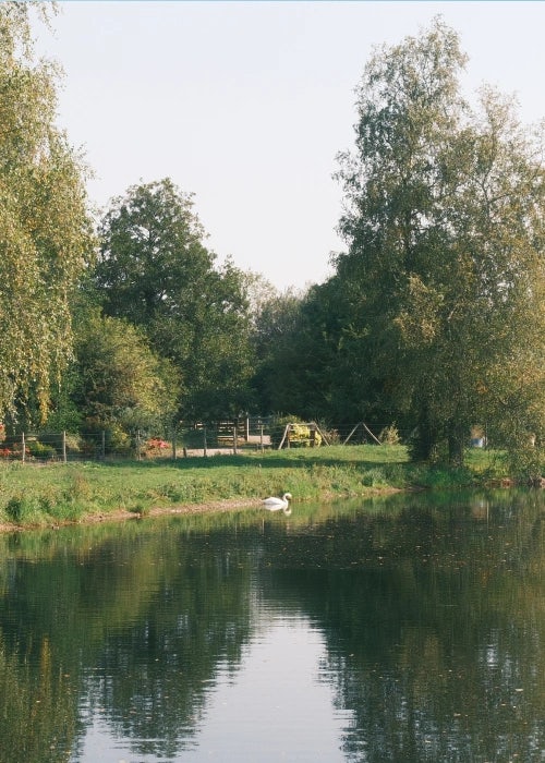 Etang avec cygne blanc sur l'eau et grands arbres verdoyants