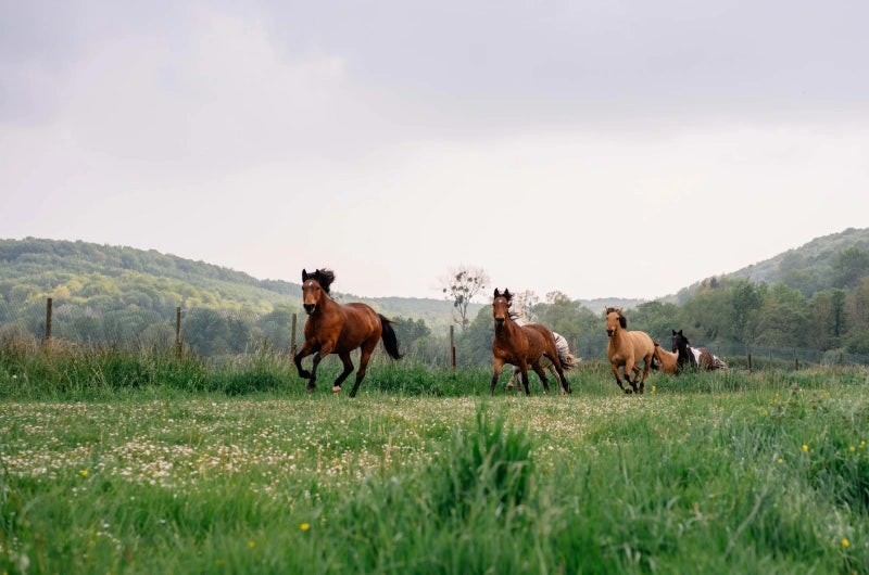 Chevaux qui courent en liberté