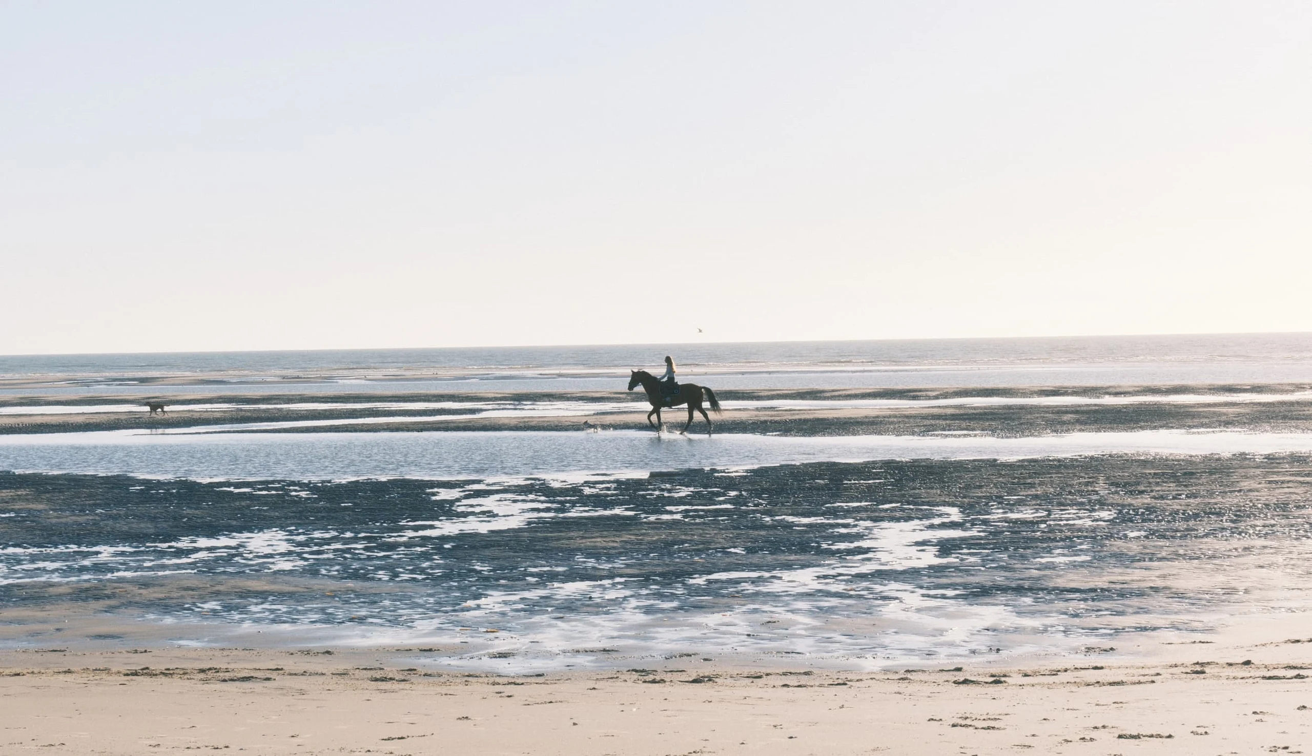 A female rider with her horse and her dog on the beach at low tide in the bay