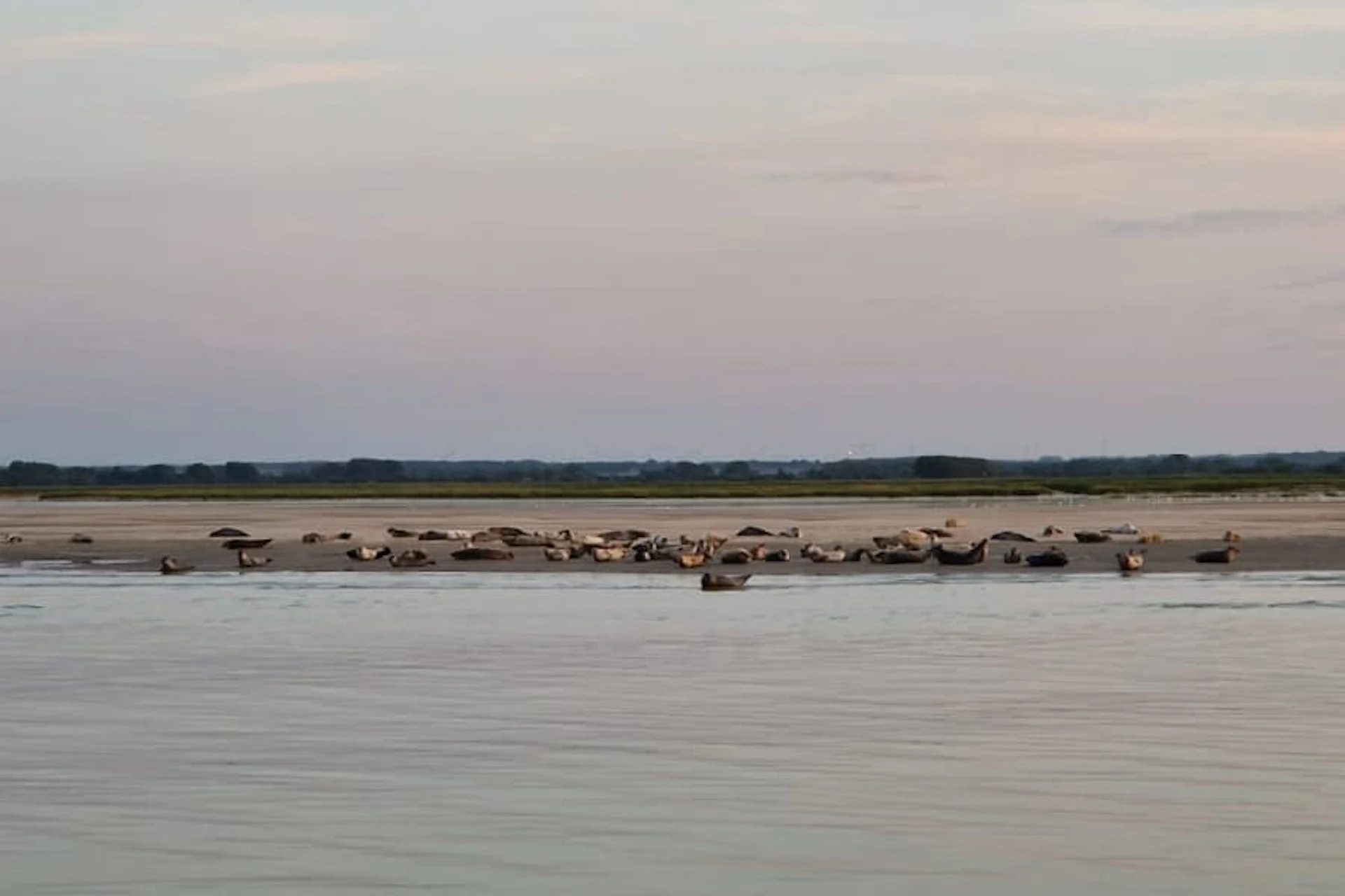 Une plage sur laquelle s'amasse les phoques dans la Baie vers le Hourdel