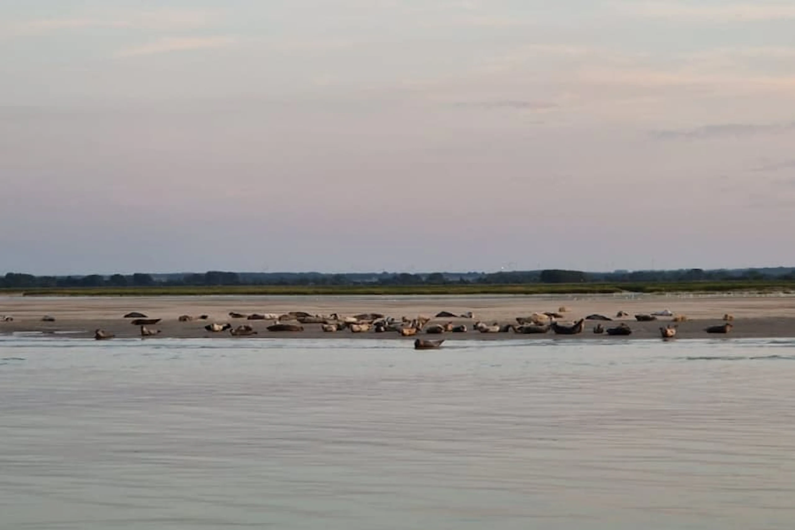 A beach where seals gather near Le Hourdel