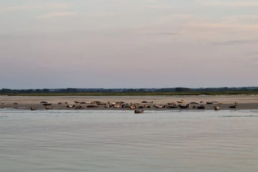 Une plage sur laquelle s'amasse les phoques dans la Baie vers le Hourdel
