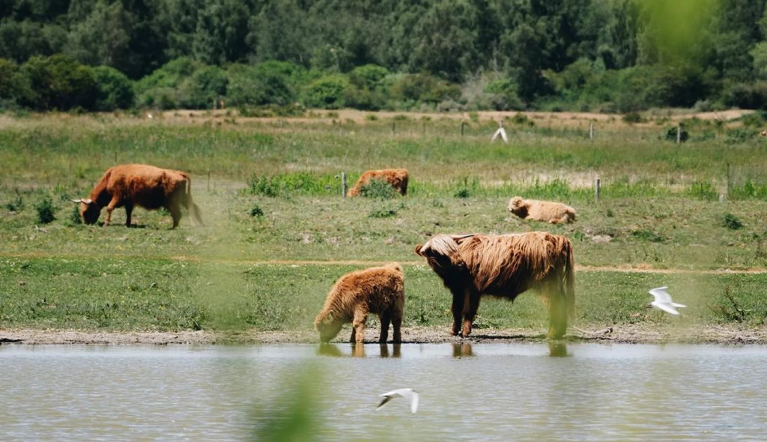 Des vaches et des oiseaux dans le parc du Marquenterre 