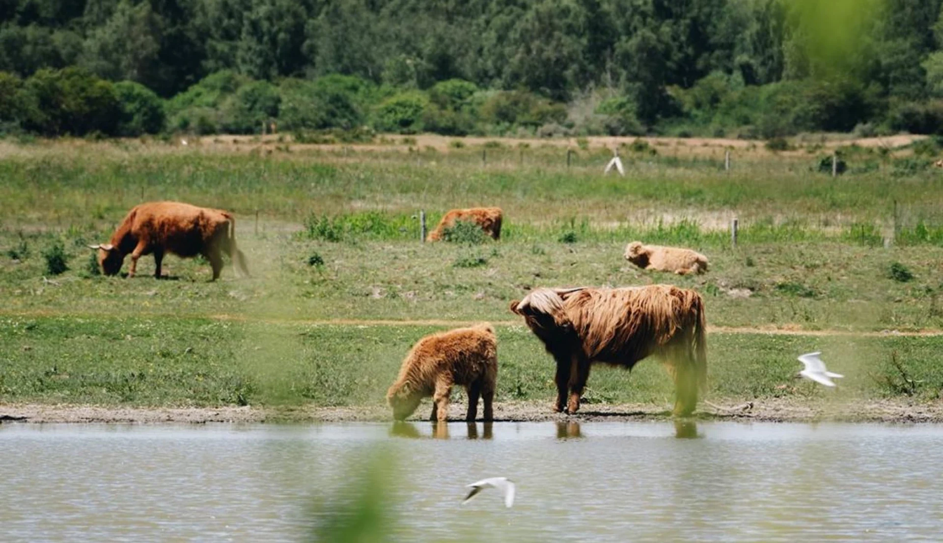 Des vaches et des oiseaux dans le parc du Marquenterre