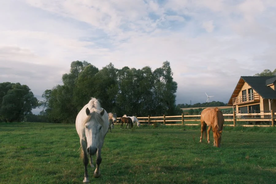 Des chevaux en liberté au sein du domaine devant la maison canadienne
