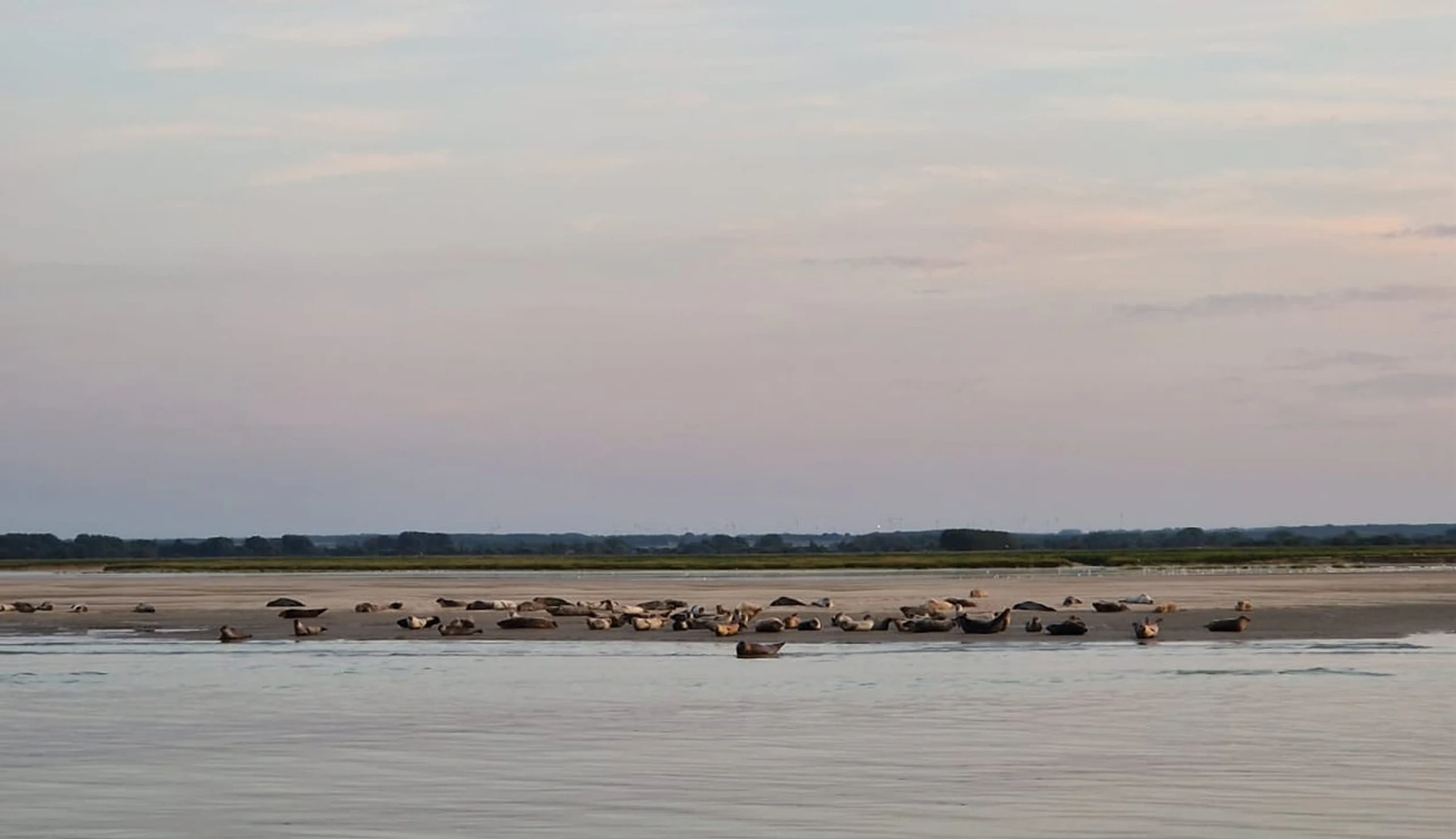 Watching seals in the Baie de Somme