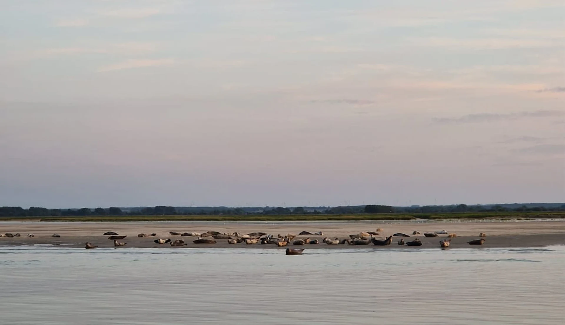 Les phoques de la Baie de Somme sur un banc de sable