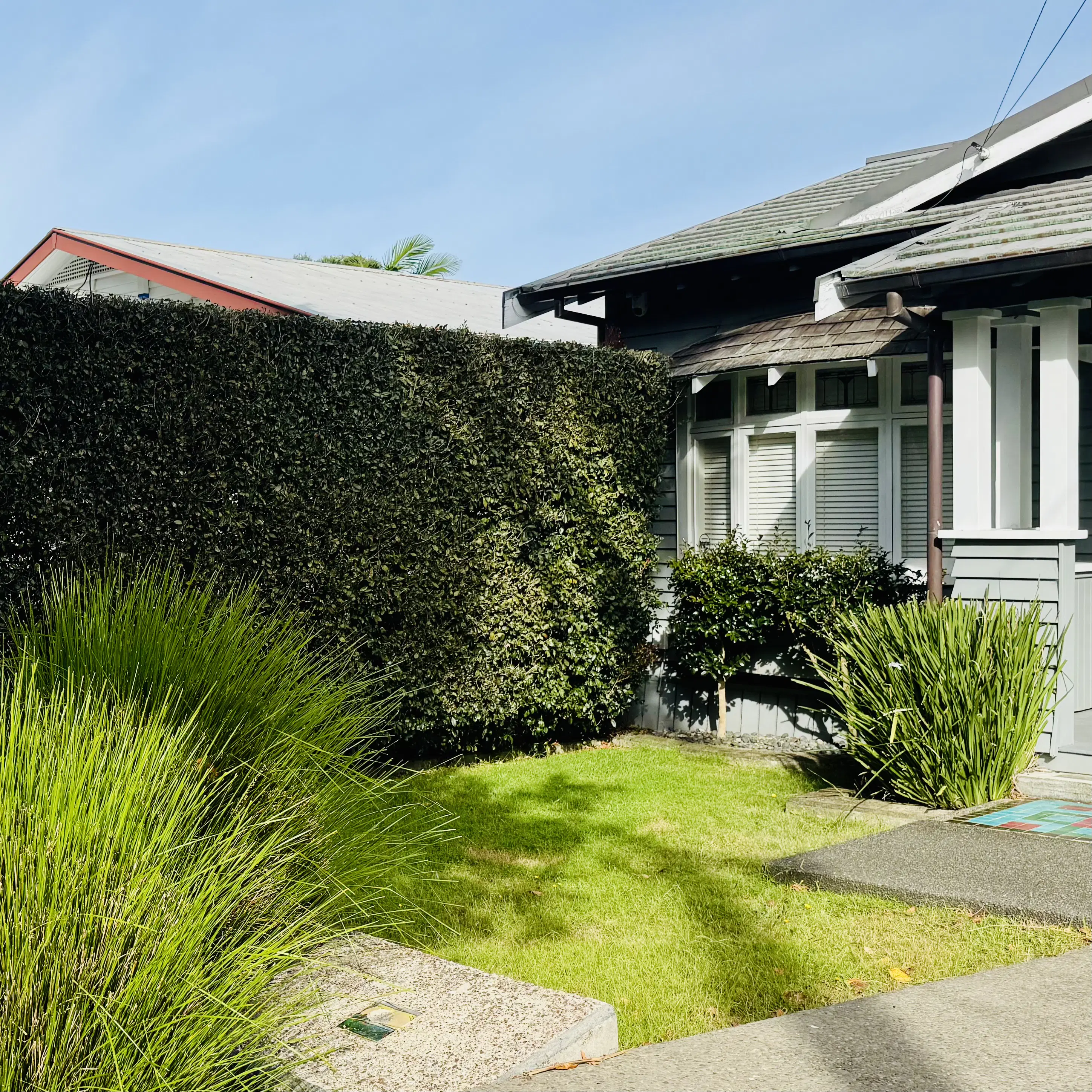 Professional hedge trimming in Mount Eden