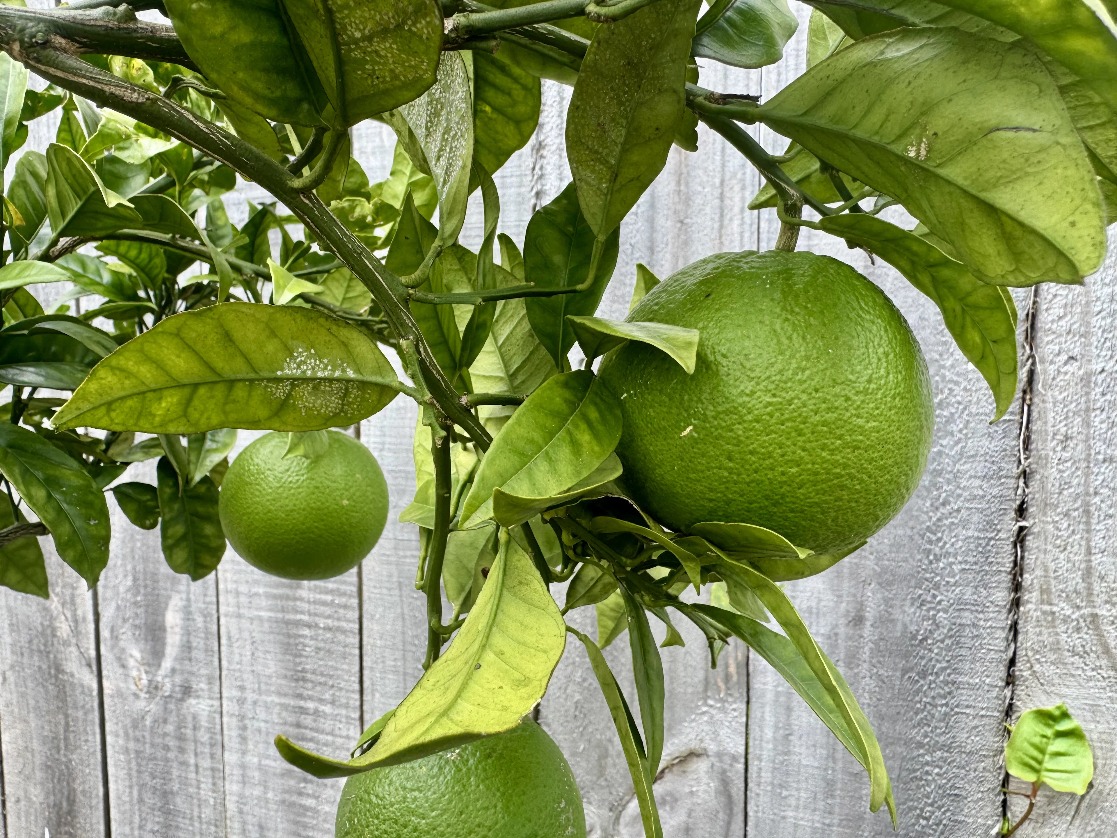 Large lemons on a young citrus tree in Grey Lynn