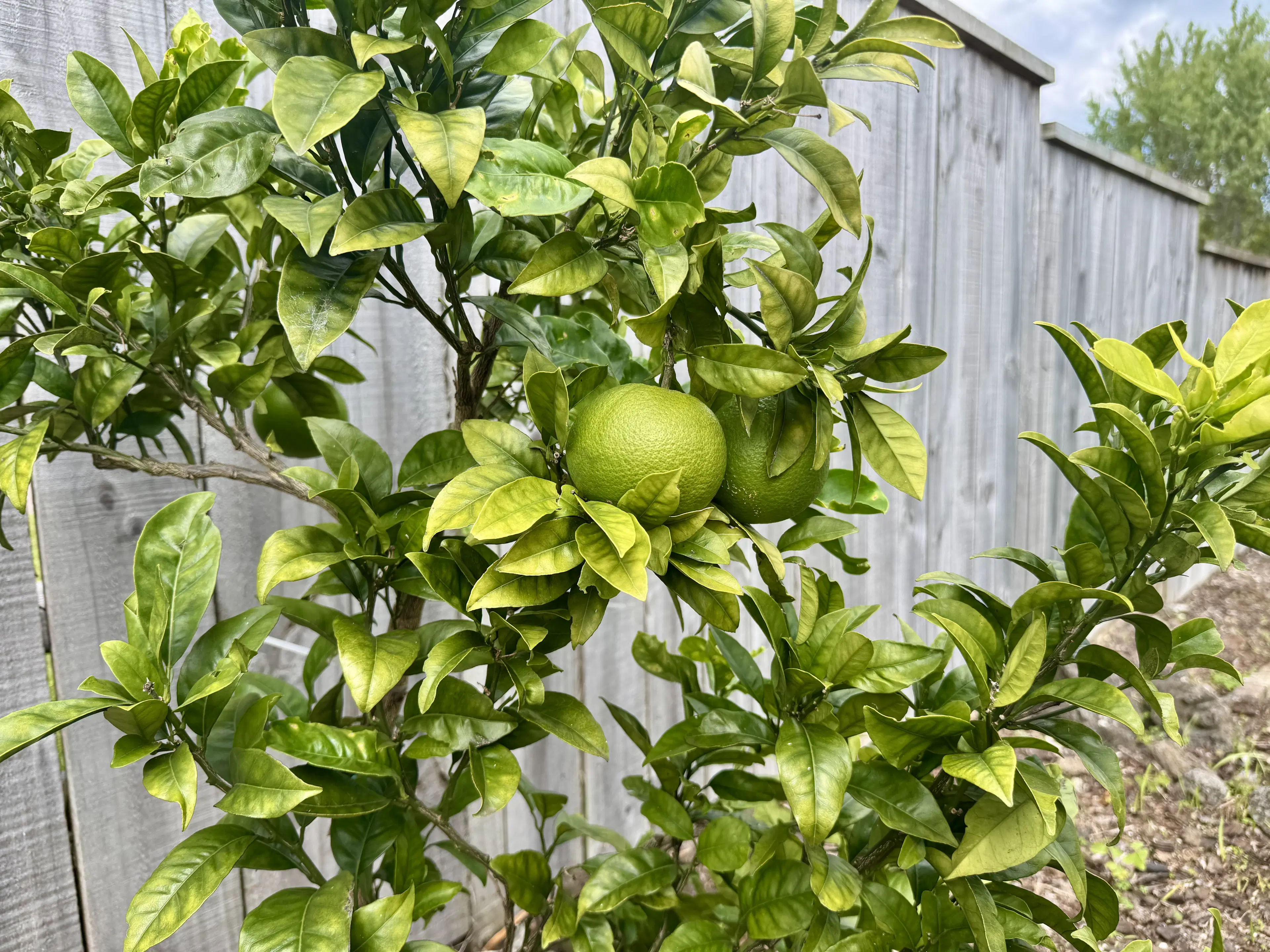 Young lemon tree with ripe fruit in an Auckland garden