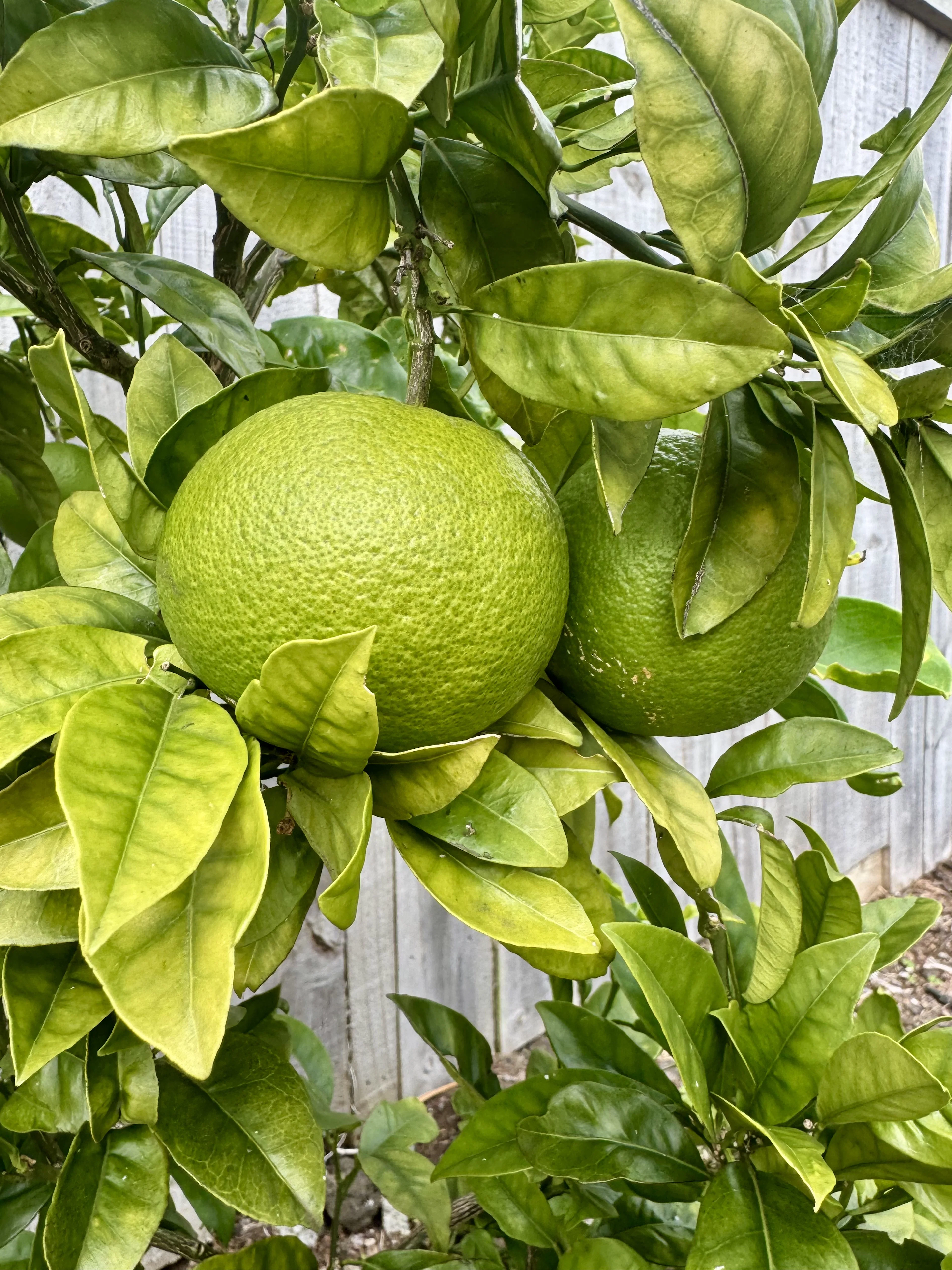  Lemons on a young lemon tree