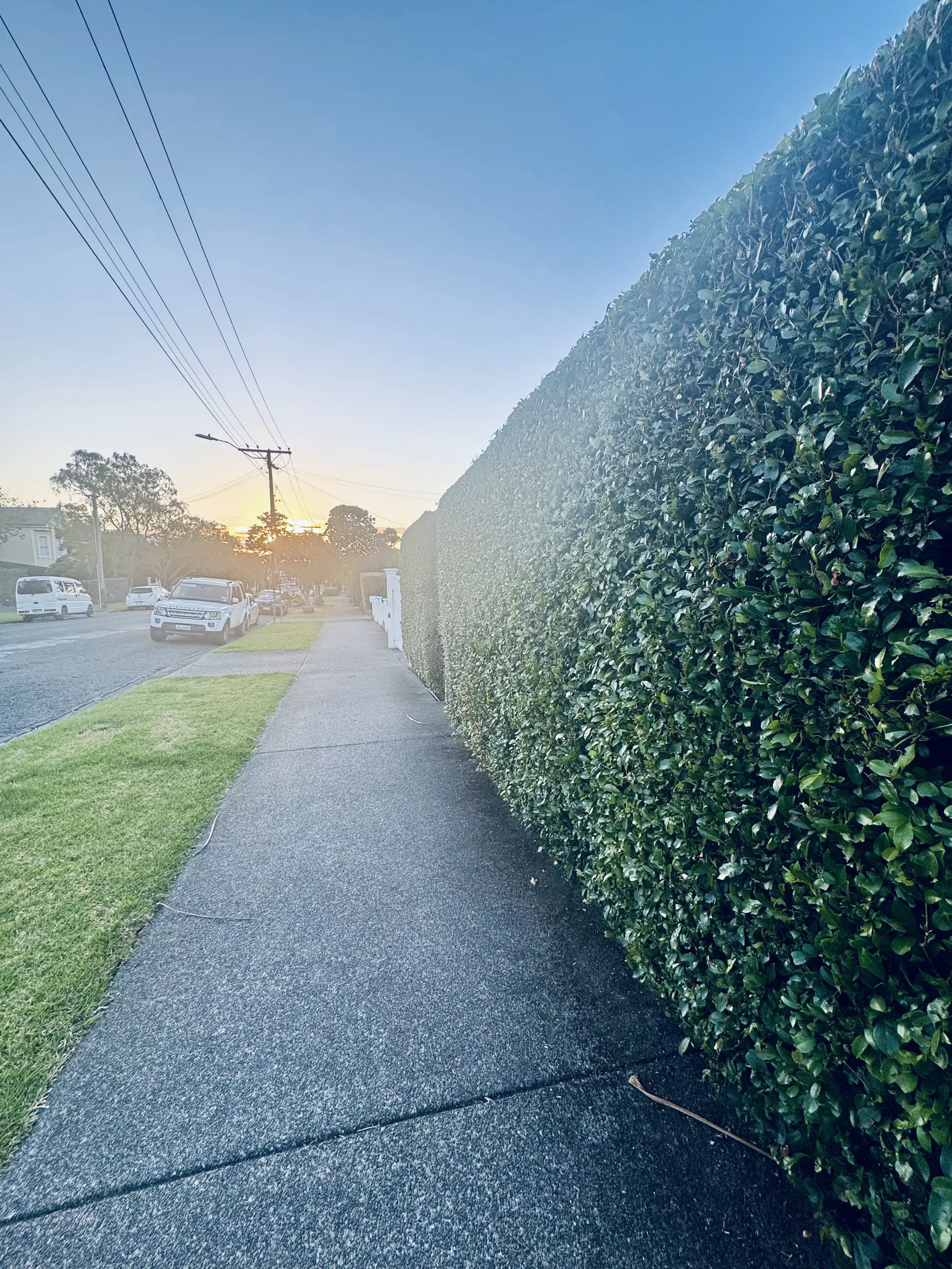 Hedge trimming Grey Lynn — freshly cut boundary hedge at sunset