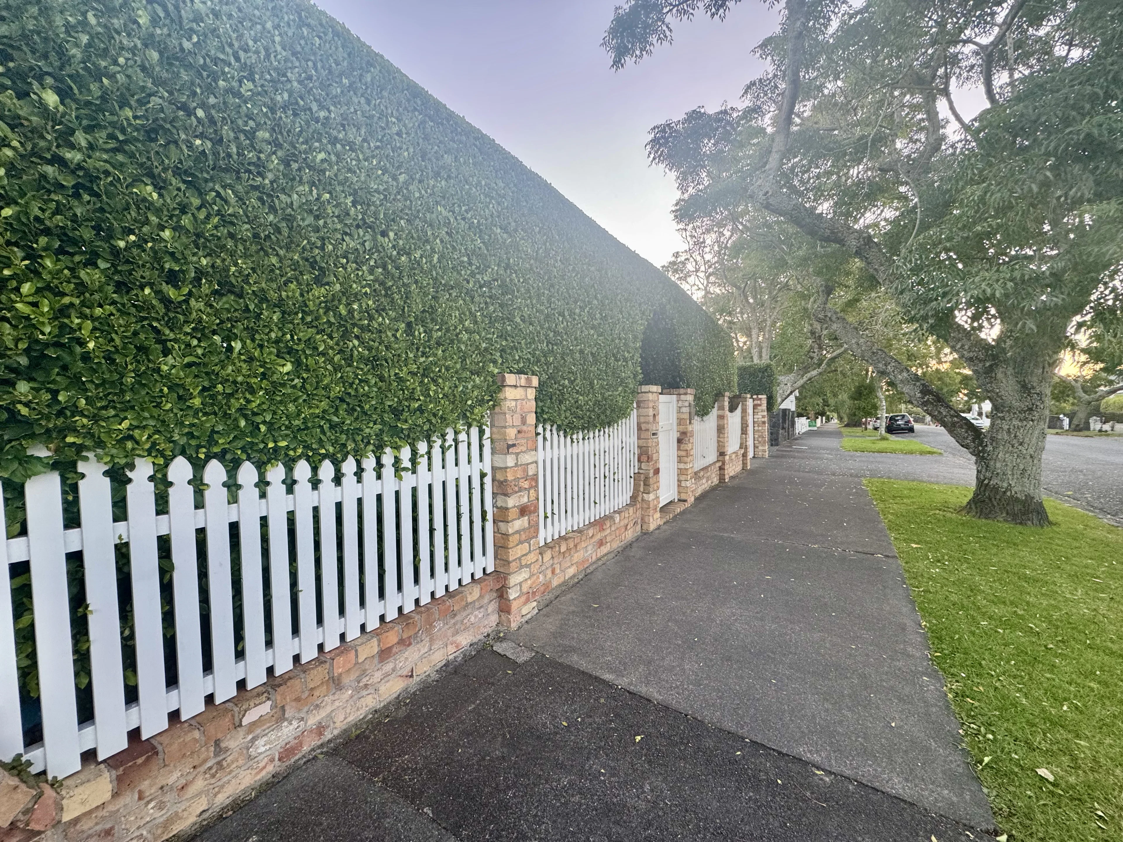 Residential hedge trimming Auckland — wide angle of completed formal hedge