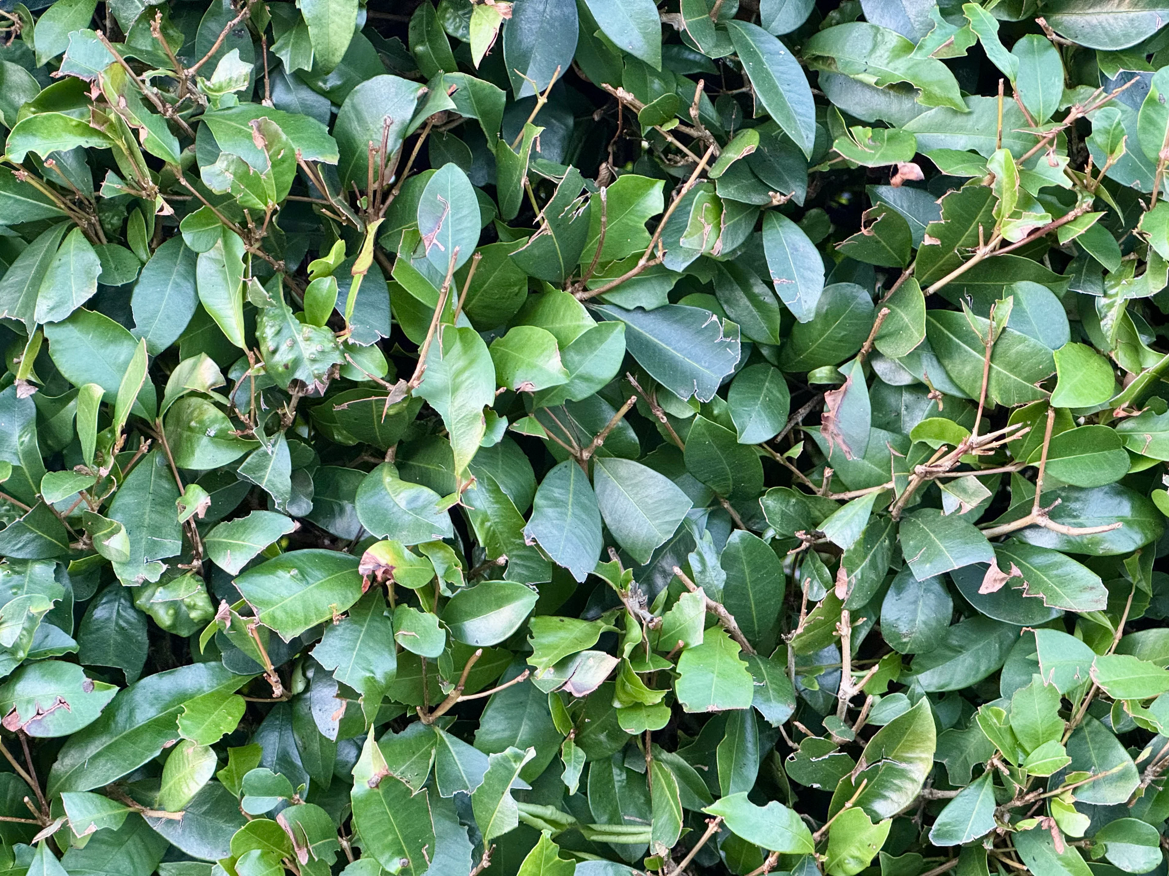 Close-up of precision hedge trimming showing clean even finish