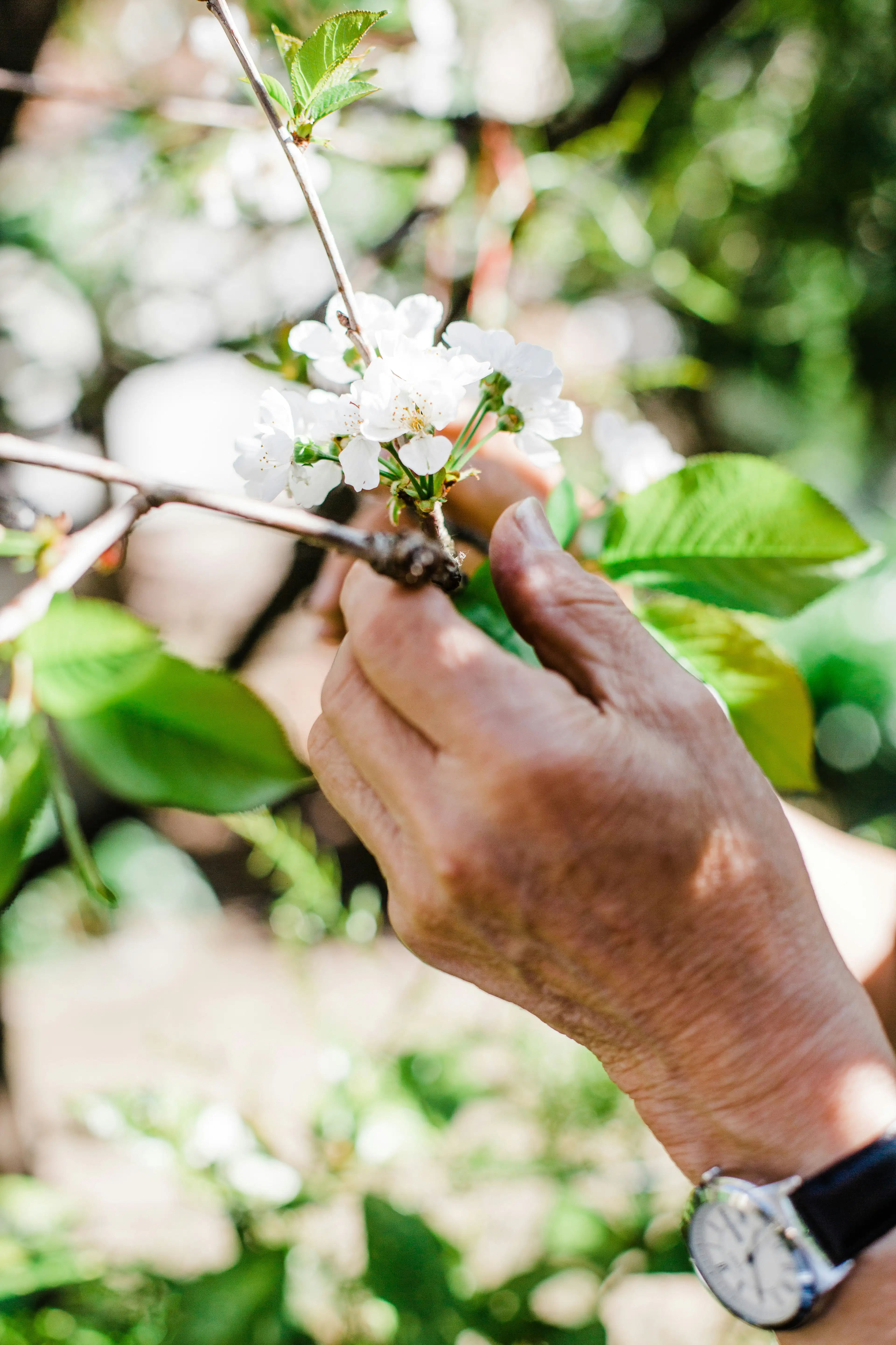Young citrus tree in blossom, fruit tree pruning Remuera