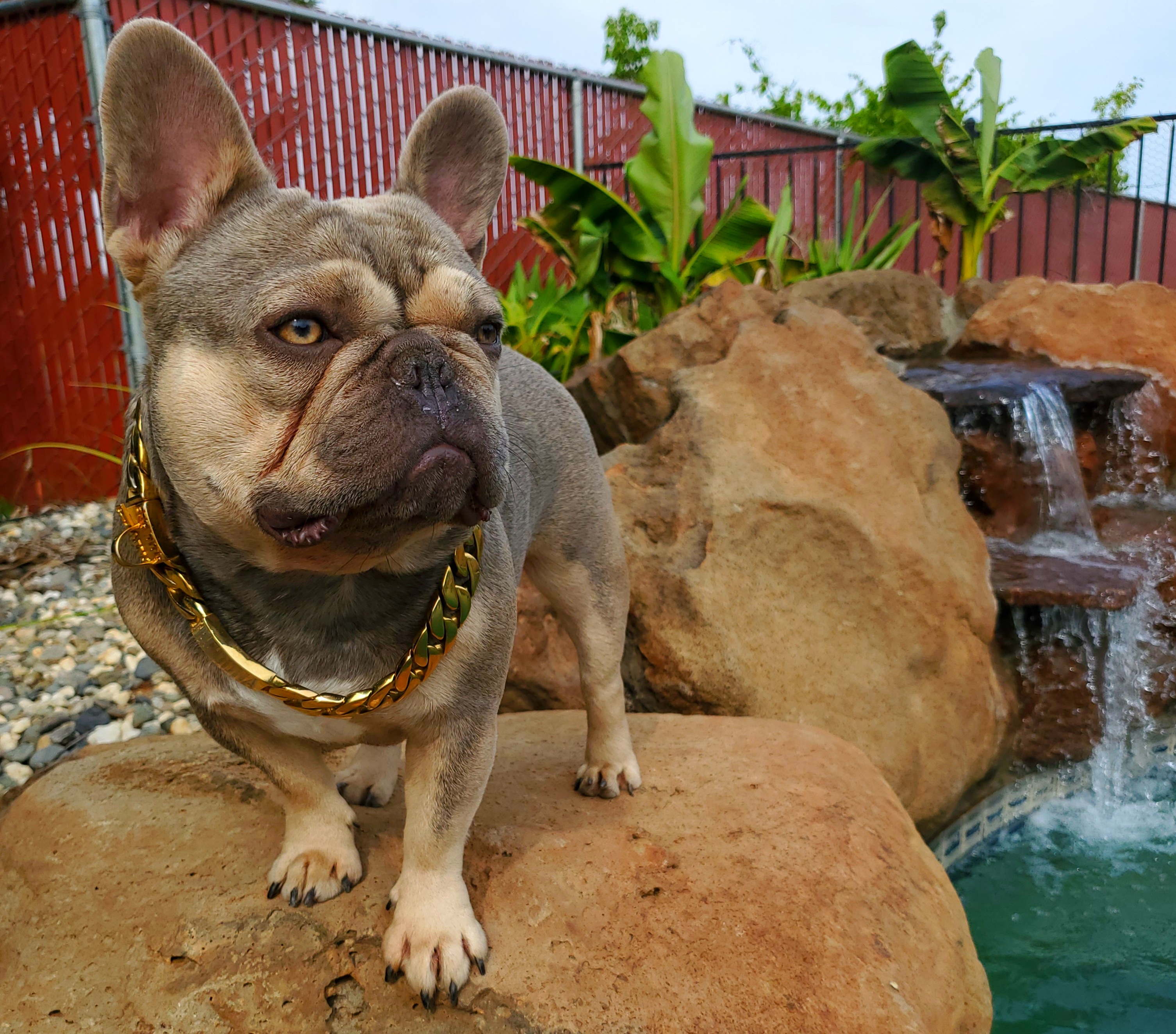 lilac and tan maskless french bulldog