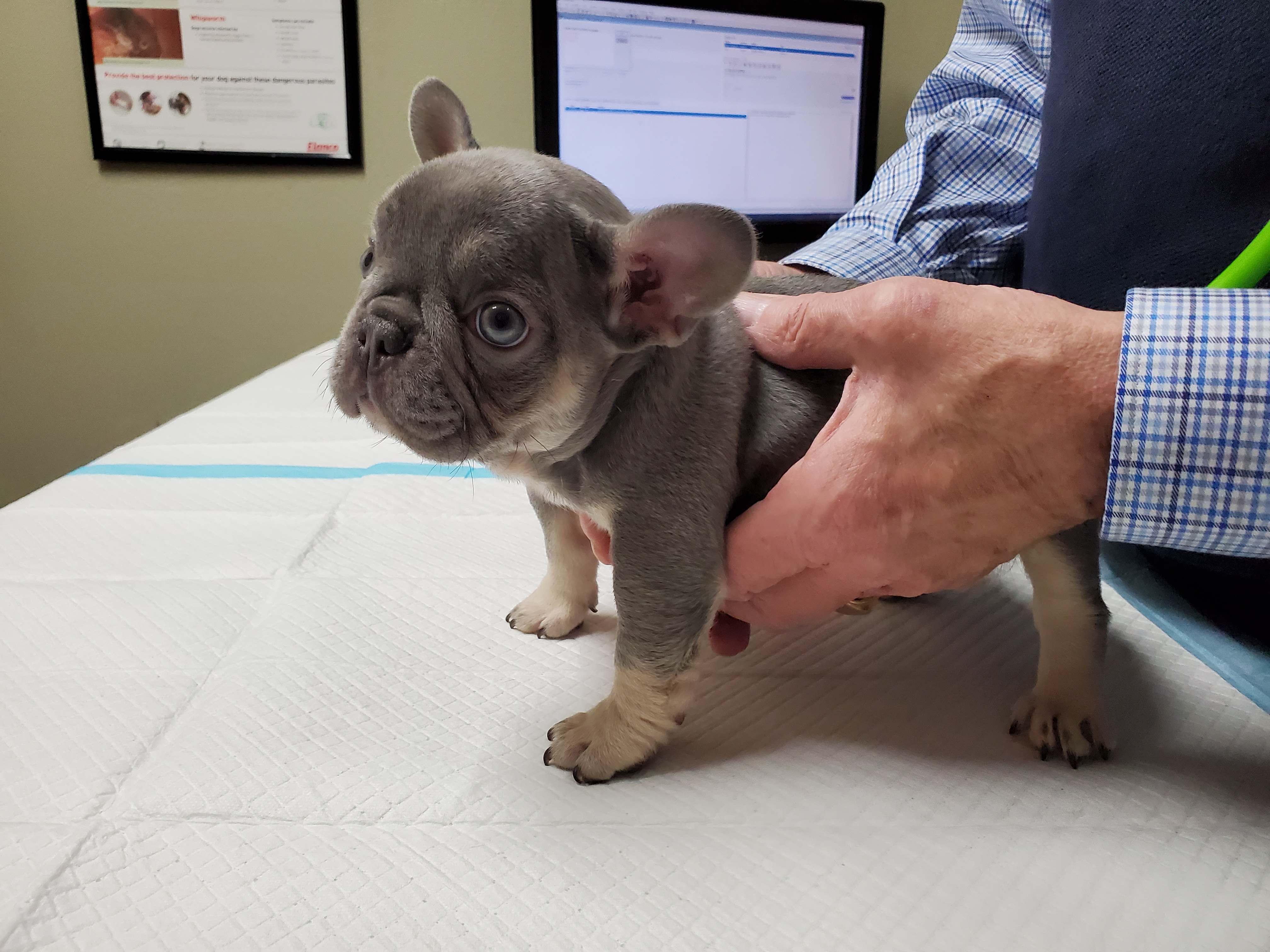 lilac tan platinum french bulldog