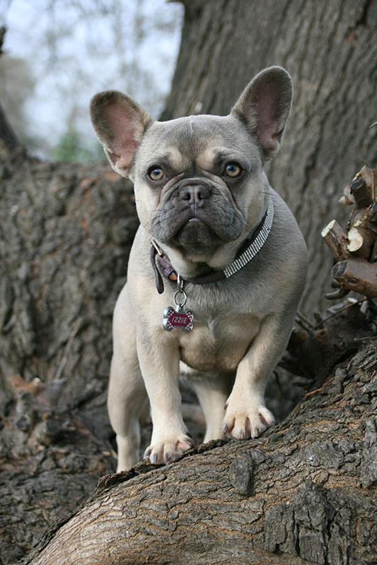 lilac fawn french bulldog