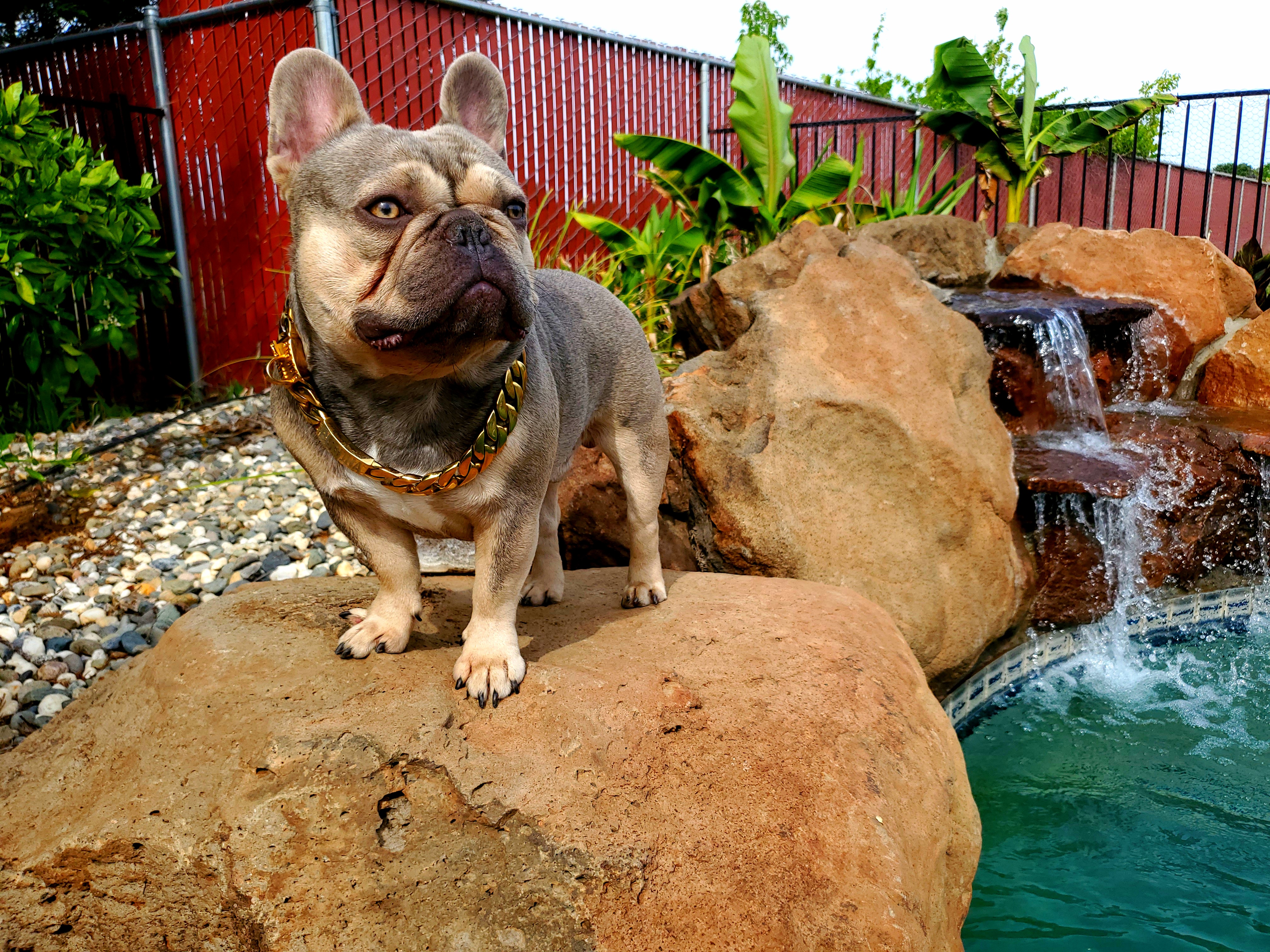 micro lilac frenchie