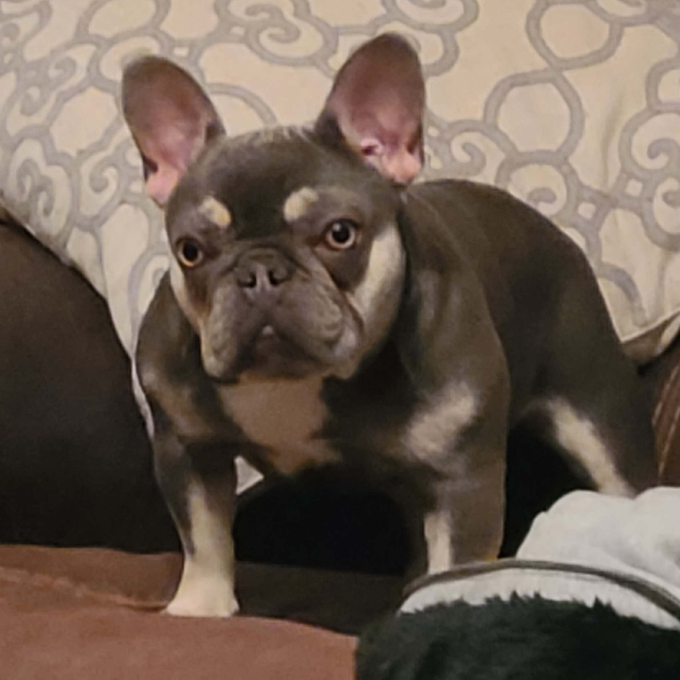 micro lilac frenchie