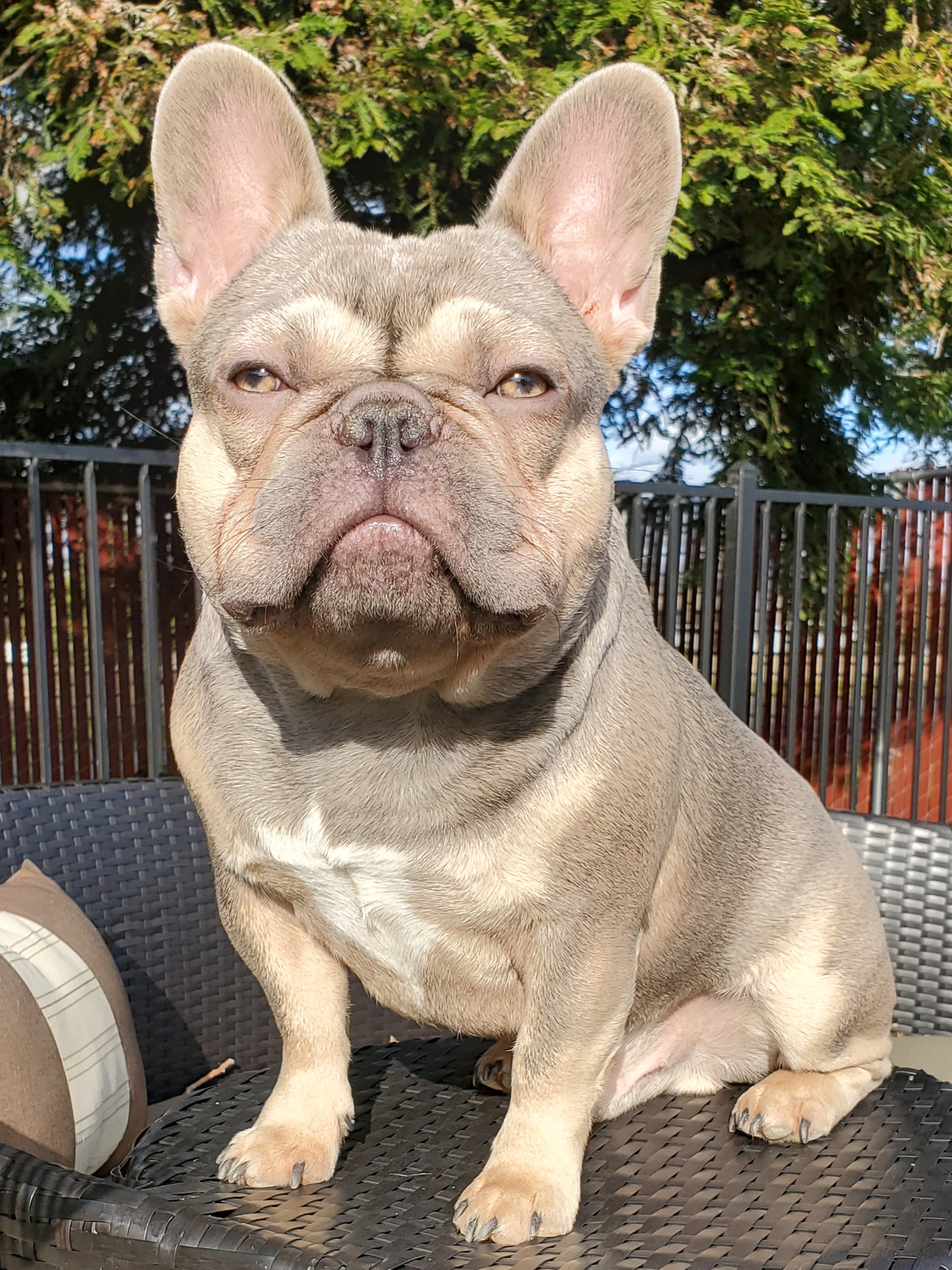 don daddy french bulldog