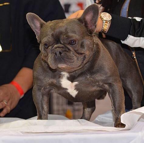 don daddy french bulldog