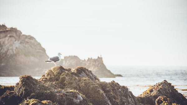 ANNA KNIGHT: PIONEER MISSIONARY