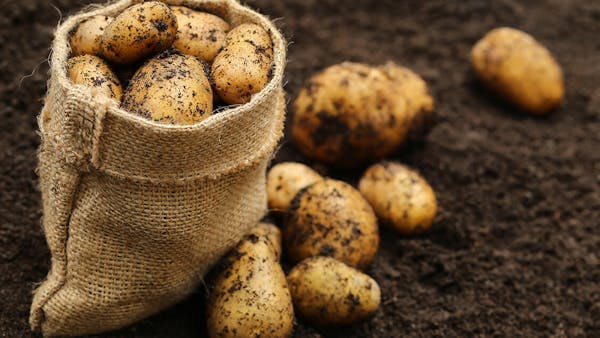 THE POTATO PATCH PREACHERS