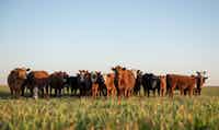 Beef cattle in a pasture in the Peace Region, regenerative ranching by Linford Farm.