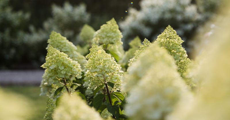 A Living Summer Snow® Hydrangea in the summer