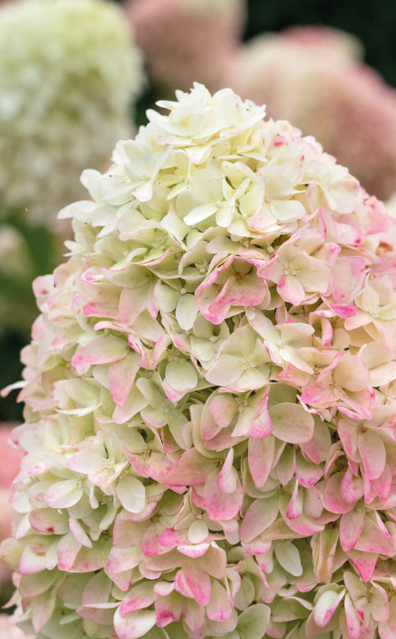 Hydrangea Living Summer Love®