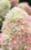 Hydrangea Living Summer Love®