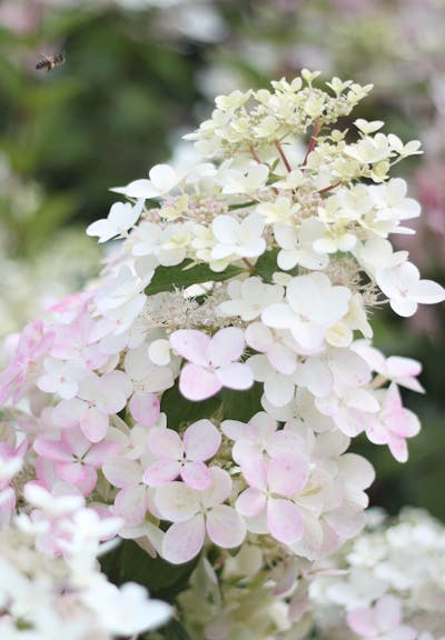 Hydrangea paniculata Living Angels Blush®